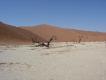 CHARMING DESERT